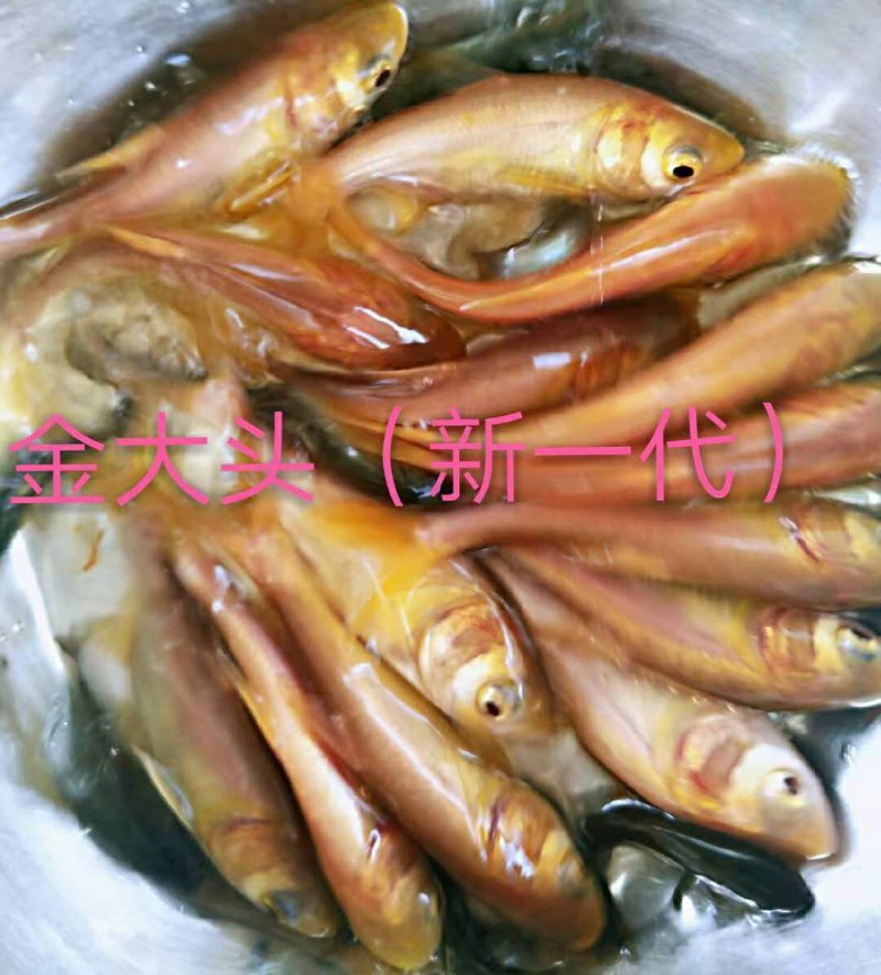 巴沙鱼
