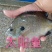 巴沙鱼