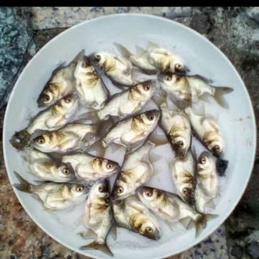 各种鱼苗