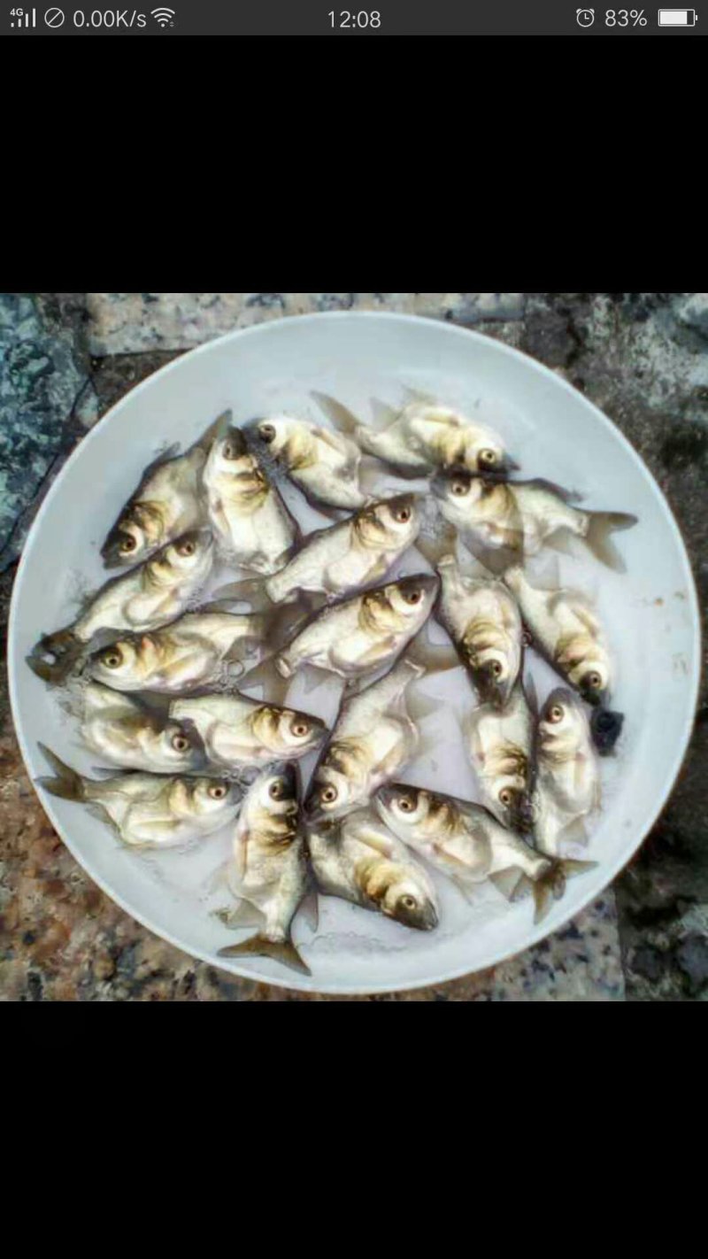 各种鱼苗