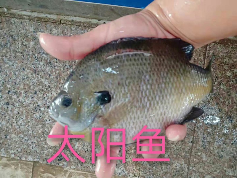 各种鱼苗