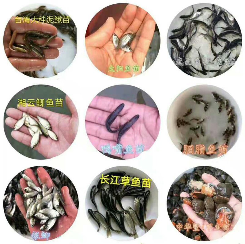 各种鱼苗