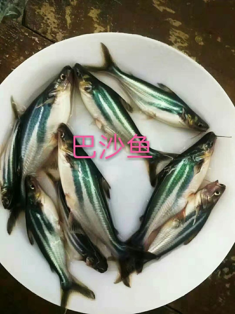 各种鱼苗