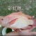 各种鱼苗