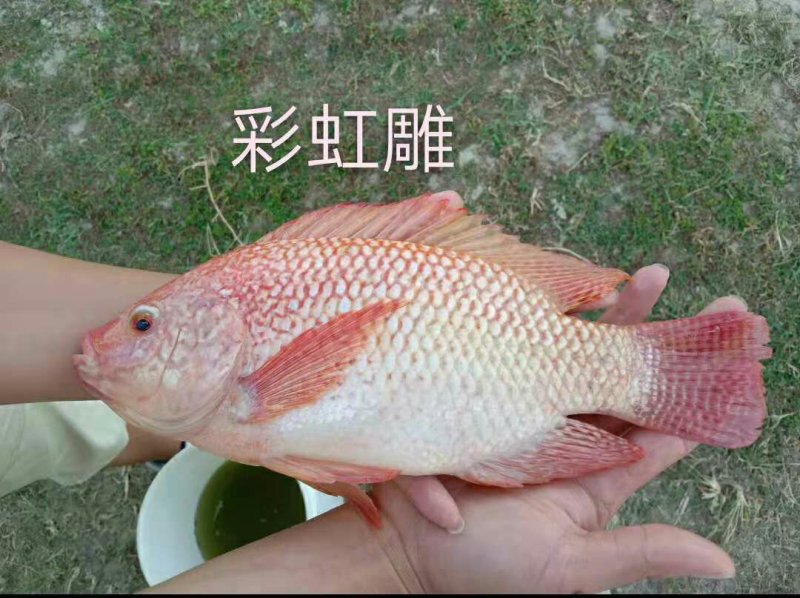 各种鱼苗