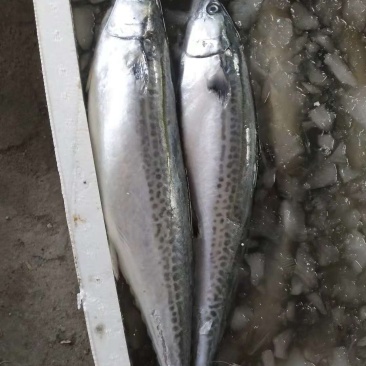 鲅鱼，马交鱼