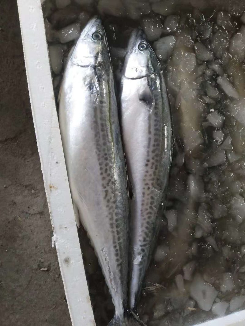 鲅鱼，马交鱼