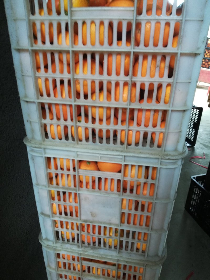 脐橙次果