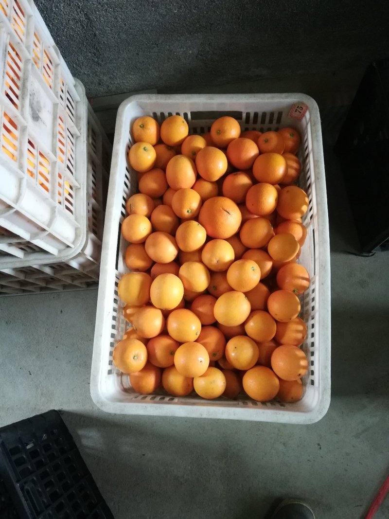 脐橙次果