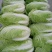 白菜，黄心大白菜，青杂三号，北京三号白菜，代发全国