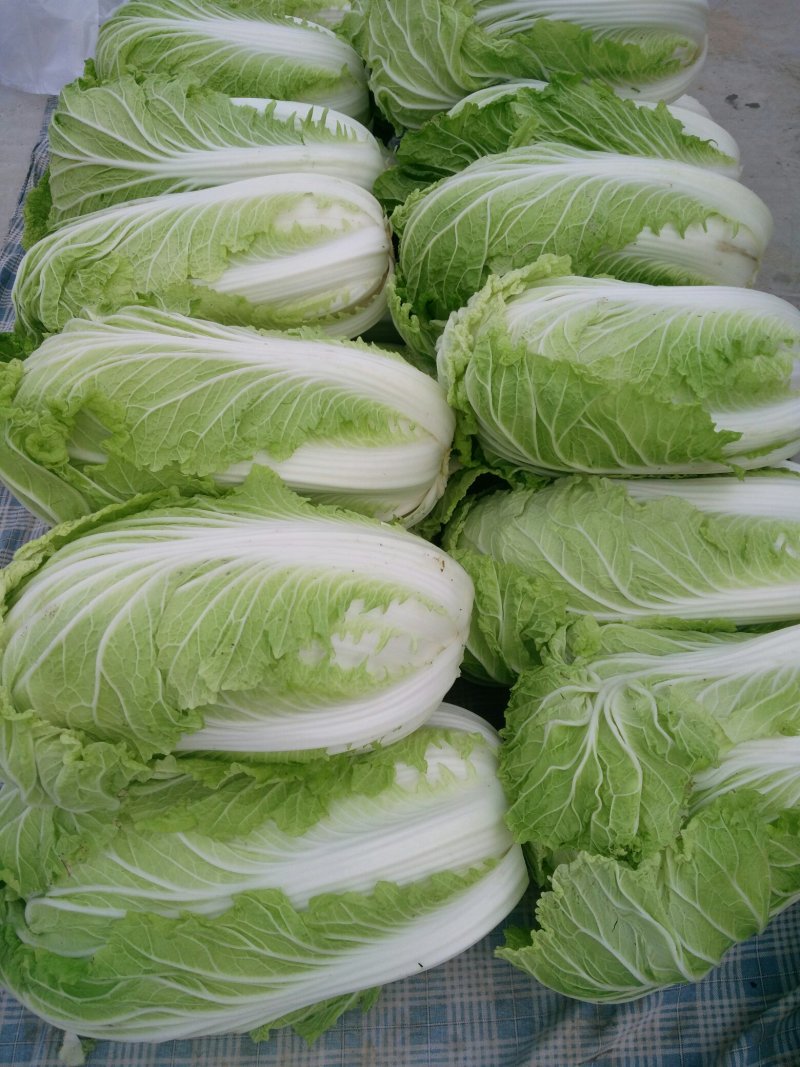 白菜，黄心大白菜，青杂三号，北京三号白菜，代发全国