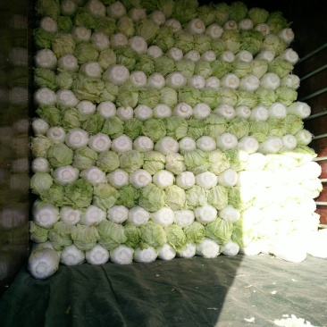 白菜，黄心大白菜，青杂三号，北京三号白菜，代发全国