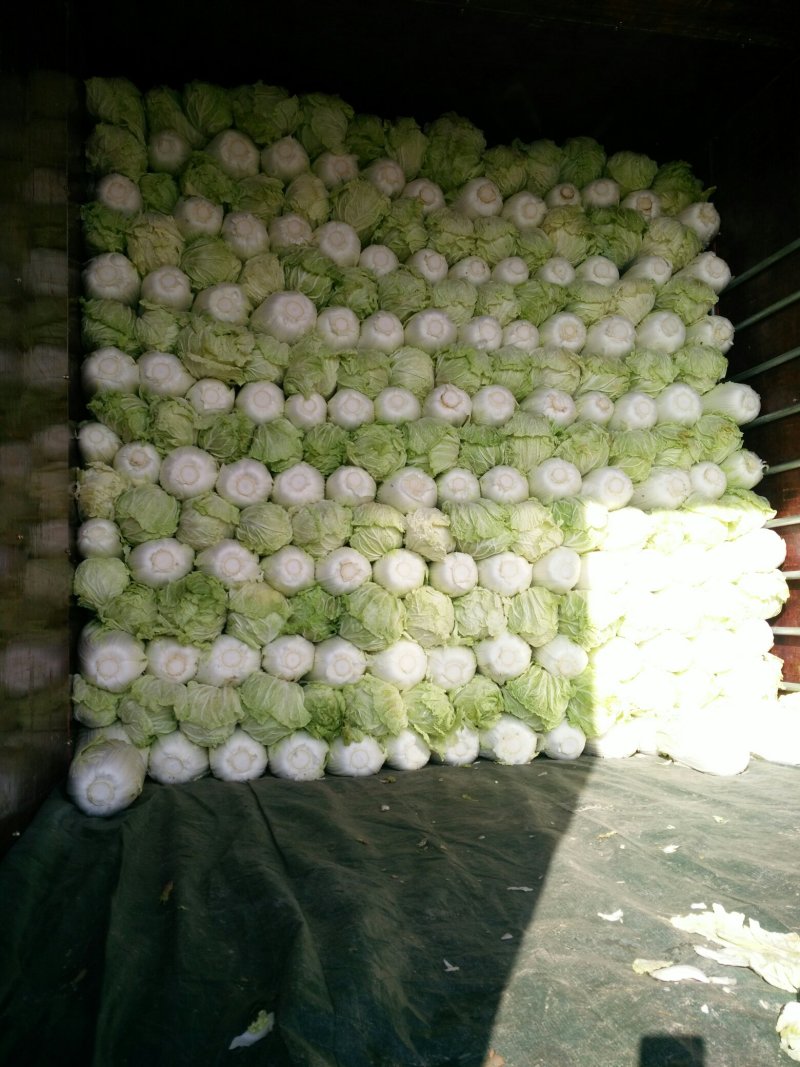 白菜，黄心大白菜，青杂三号，北京三号白菜，代发全国