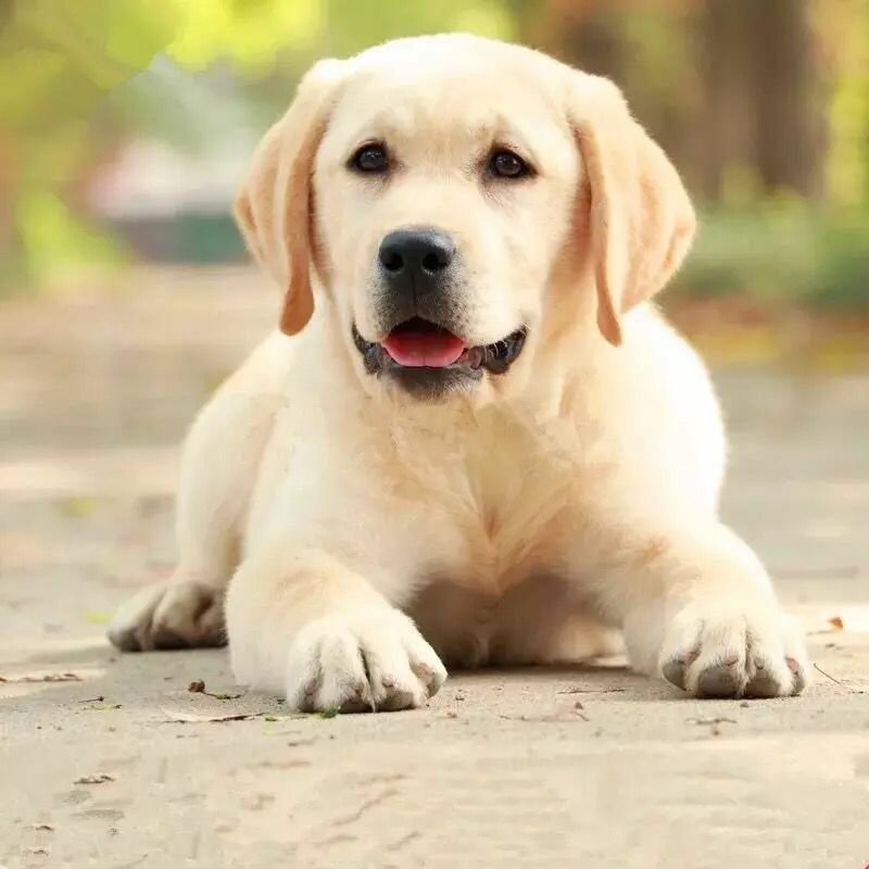 出售纯种拉布拉多幼犬导盲犬活体拉布拉多巡回猎犬家养小七宠
