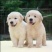 出售纯种拉布拉多幼犬导盲犬活体拉布拉多巡回猎犬家养小七宠