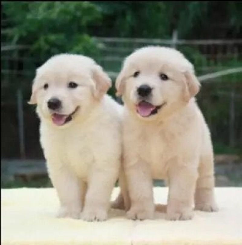 出售纯种拉布拉多幼犬导盲犬活体拉布拉多巡回猎犬家养小七宠