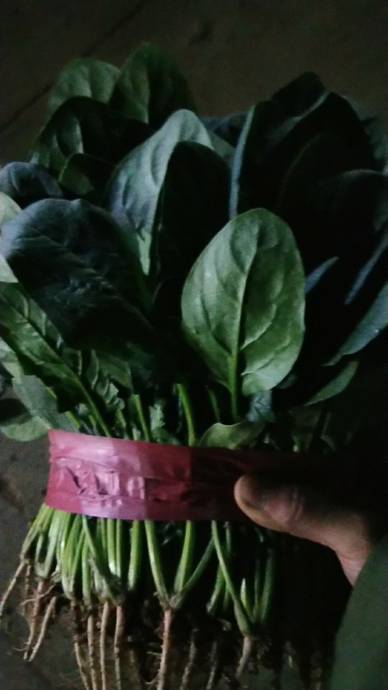 菠菜