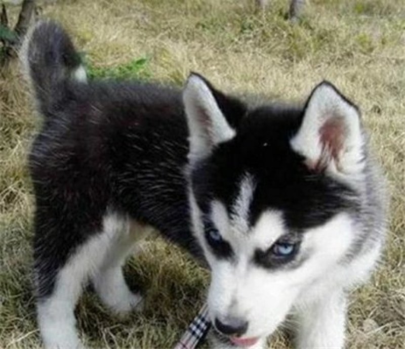 纯种蓝眼哈士奇幼犬三把火哈士奇雪橇犬家养宠物狗活体1