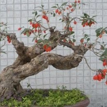红枸杞盆栽老桩，适合南北方种植，产地直销，一手货源。