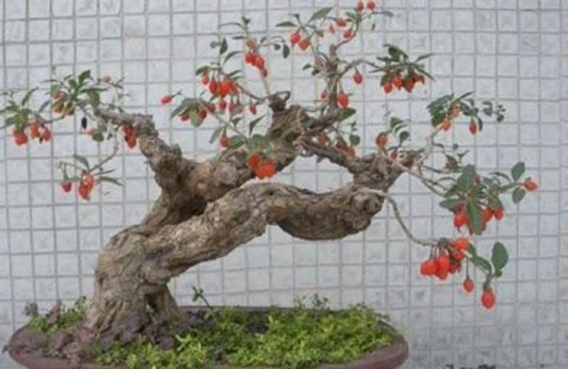 红枸杞盆栽老桩，适合南北方种植，产地直销，一手货源。