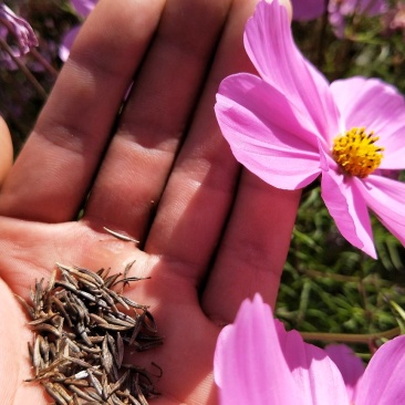 波斯菊