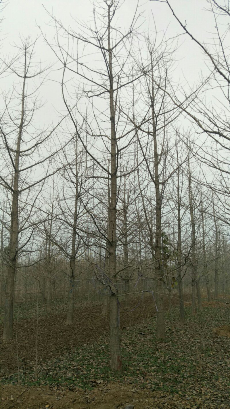 银杏树银杏大树行道树