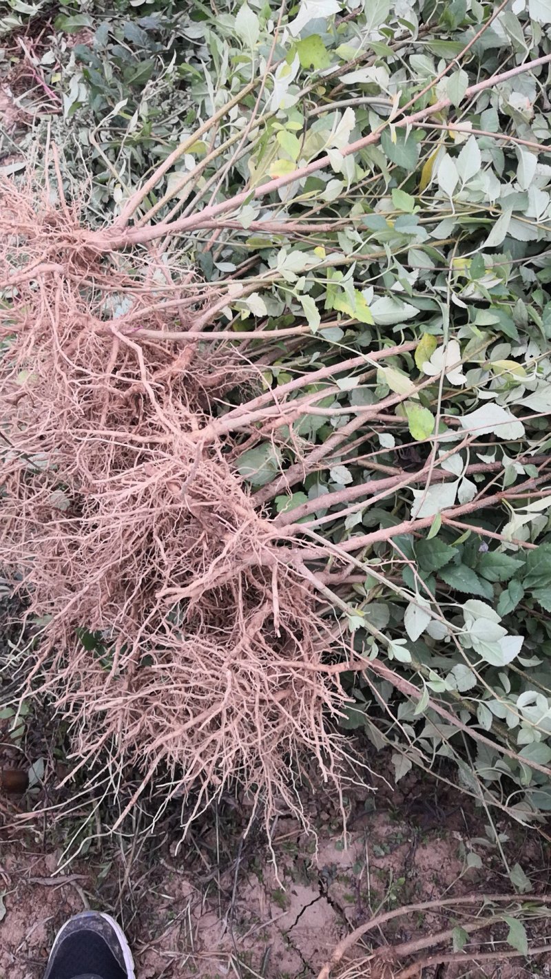 连翘苗，药用连翘苗，万亩基地