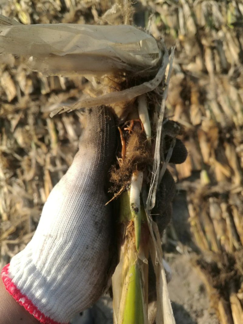 特早熟双季茭白茭瓜茭笋老种茎苗高产适合套养栽种