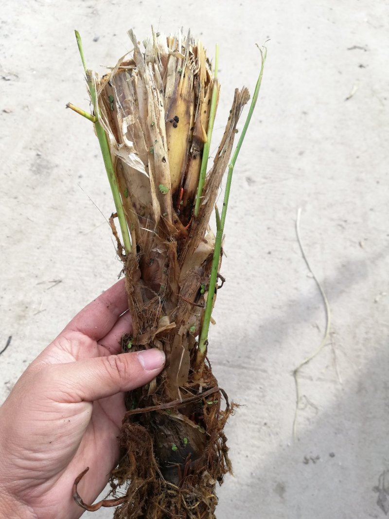 特早熟双季茭白茭瓜茭笋老种茎苗高产适合套养栽种