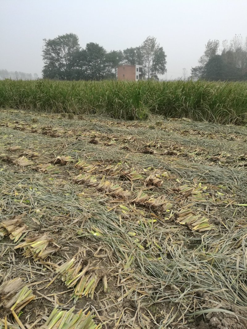 特早熟双季茭白茭瓜茭笋老种茎苗高产适合套养栽种