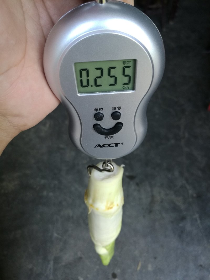 特早熟双季茭白茭瓜茭笋老种茎苗高产适合套养栽种