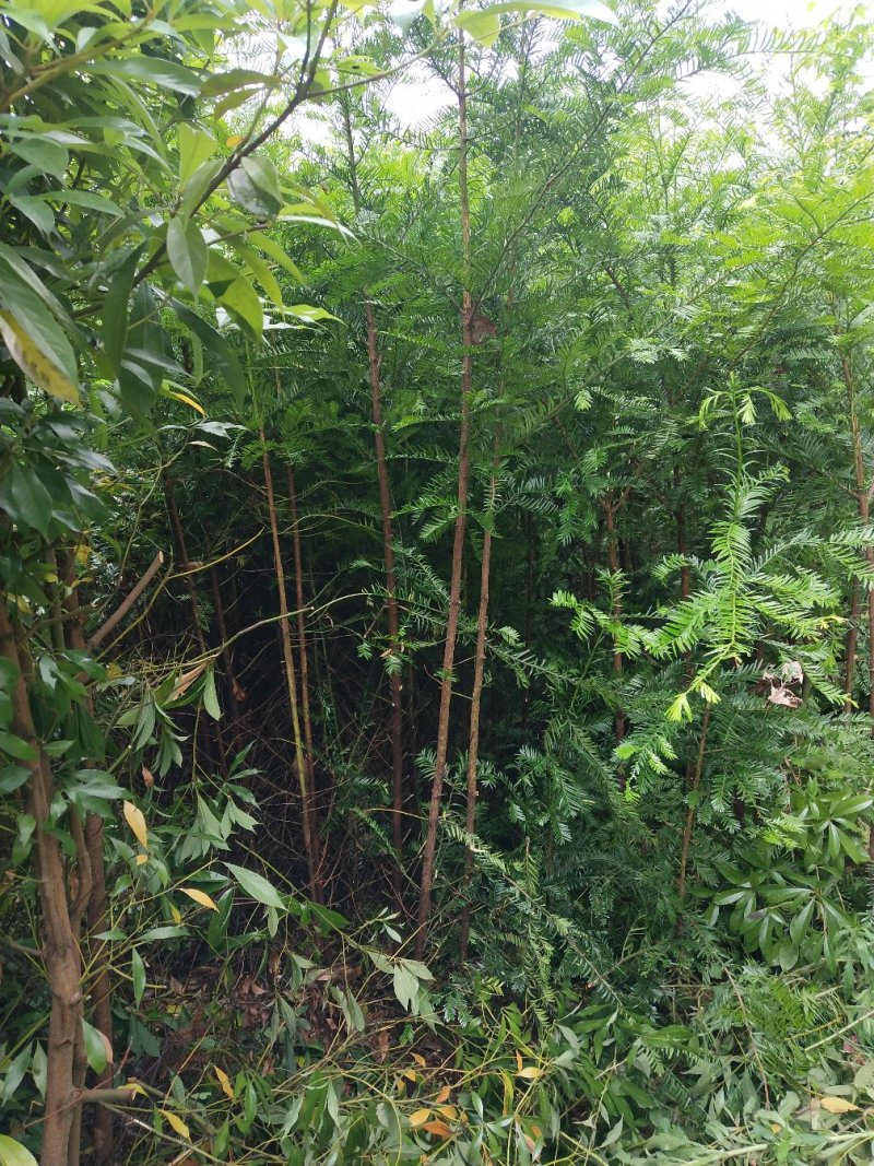 红豆杉，红枫