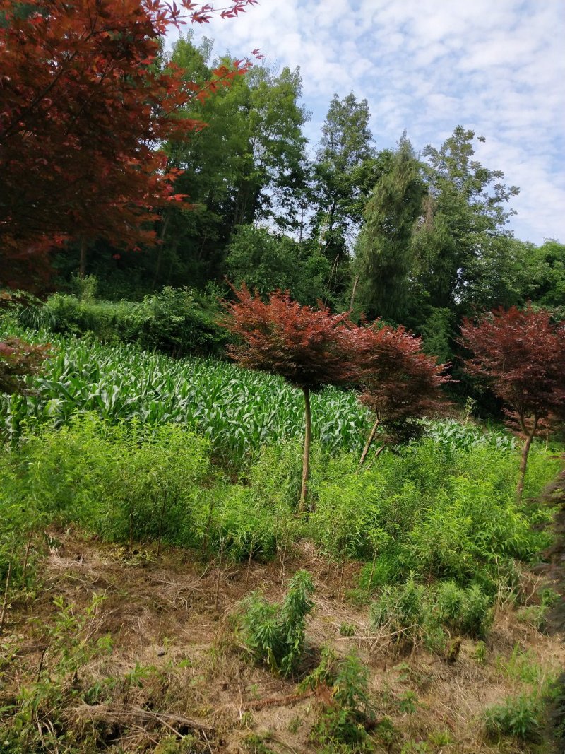 红豆杉，红枫
