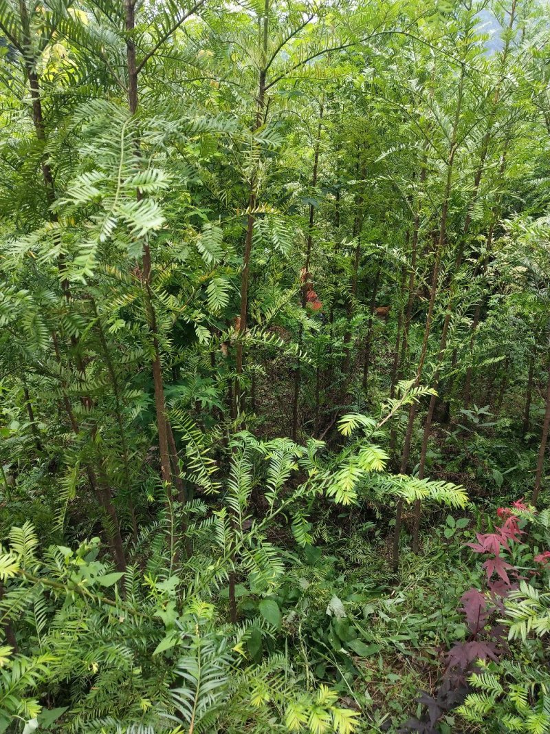 红豆杉，红枫