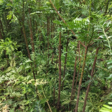 红豆杉，红枫