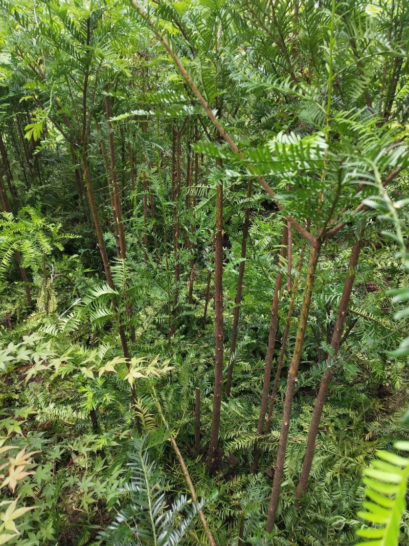 红豆杉，红枫