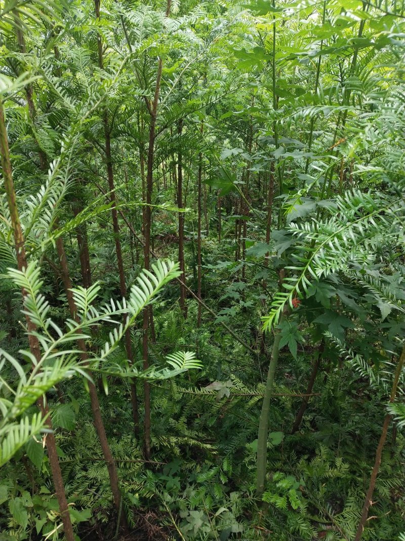 红豆杉，红枫