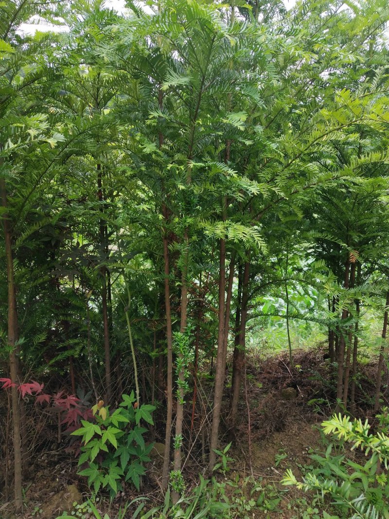红豆杉，红枫