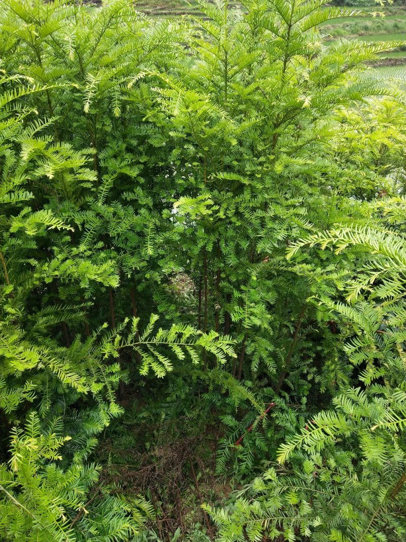 红豆杉，红枫