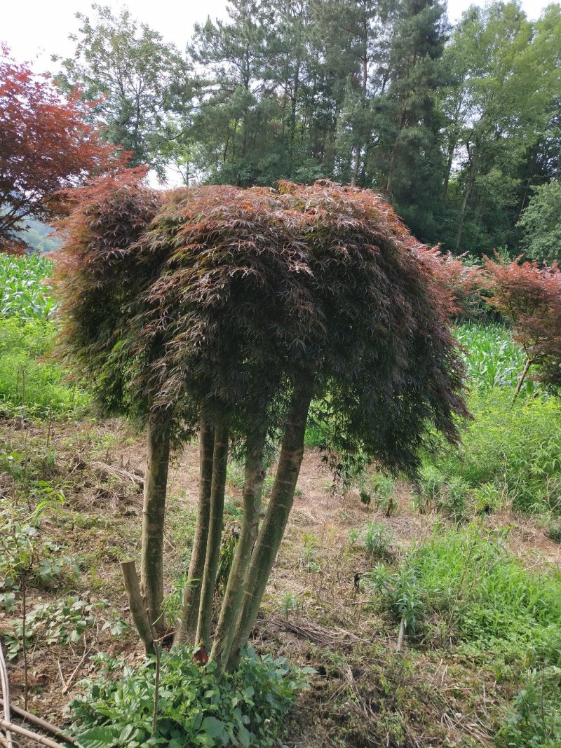 红豆杉，红枫