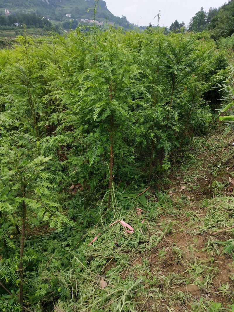 红豆杉，红枫