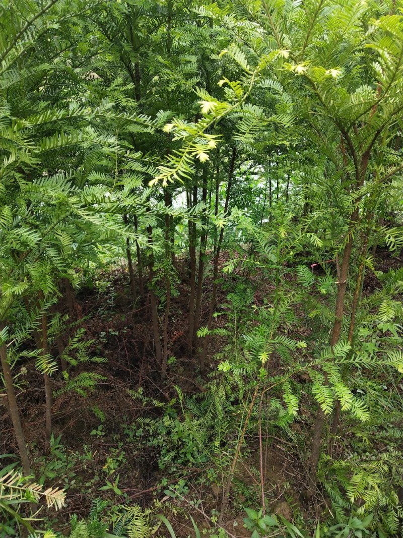 红豆杉，红枫