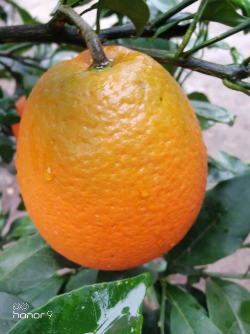 精品长红脐橙现已大量上市