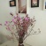 干枝杜鹃花