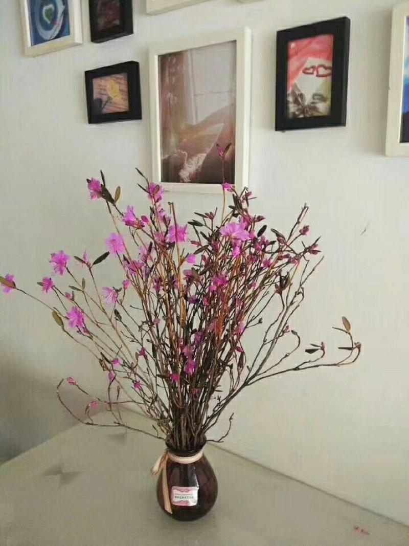 干枝杜鹃花