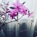 干枝杜鹃花