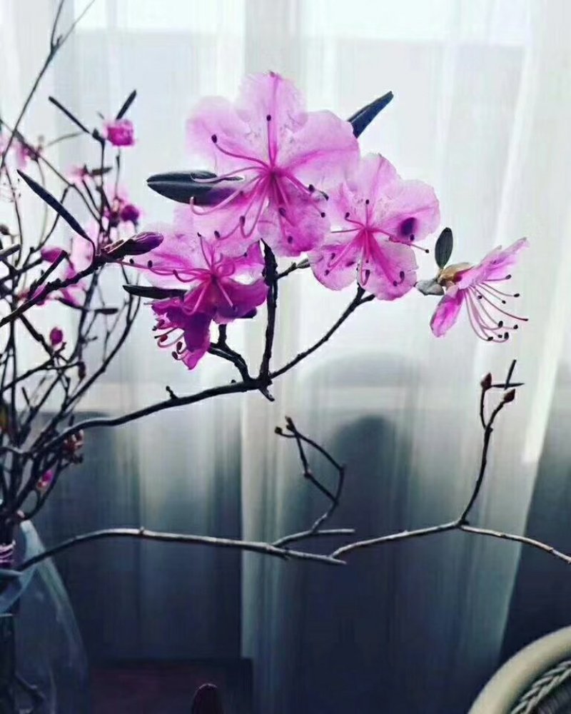 干枝杜鹃花