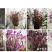 干枝杜鹃花