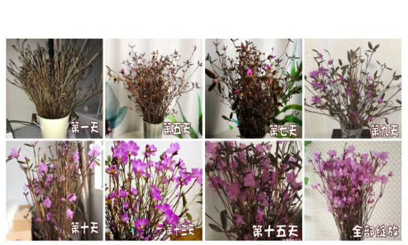 干枝杜鹃花