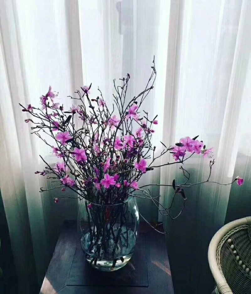 干枝杜鹃花